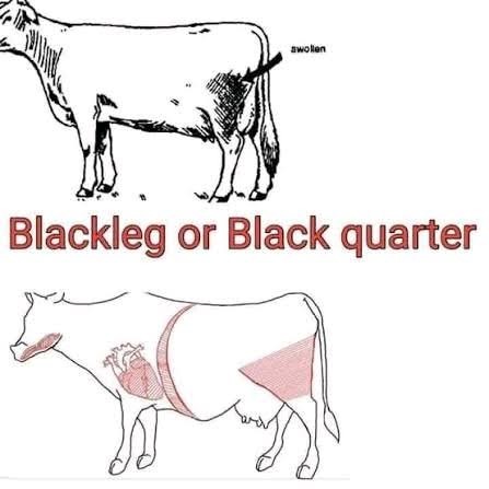 BLACKLEG: THE SILENT KILLER OF YOUNG CATTLE
